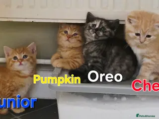 Mixed Breed cats BSH&domestic/maincoon - Advert 1