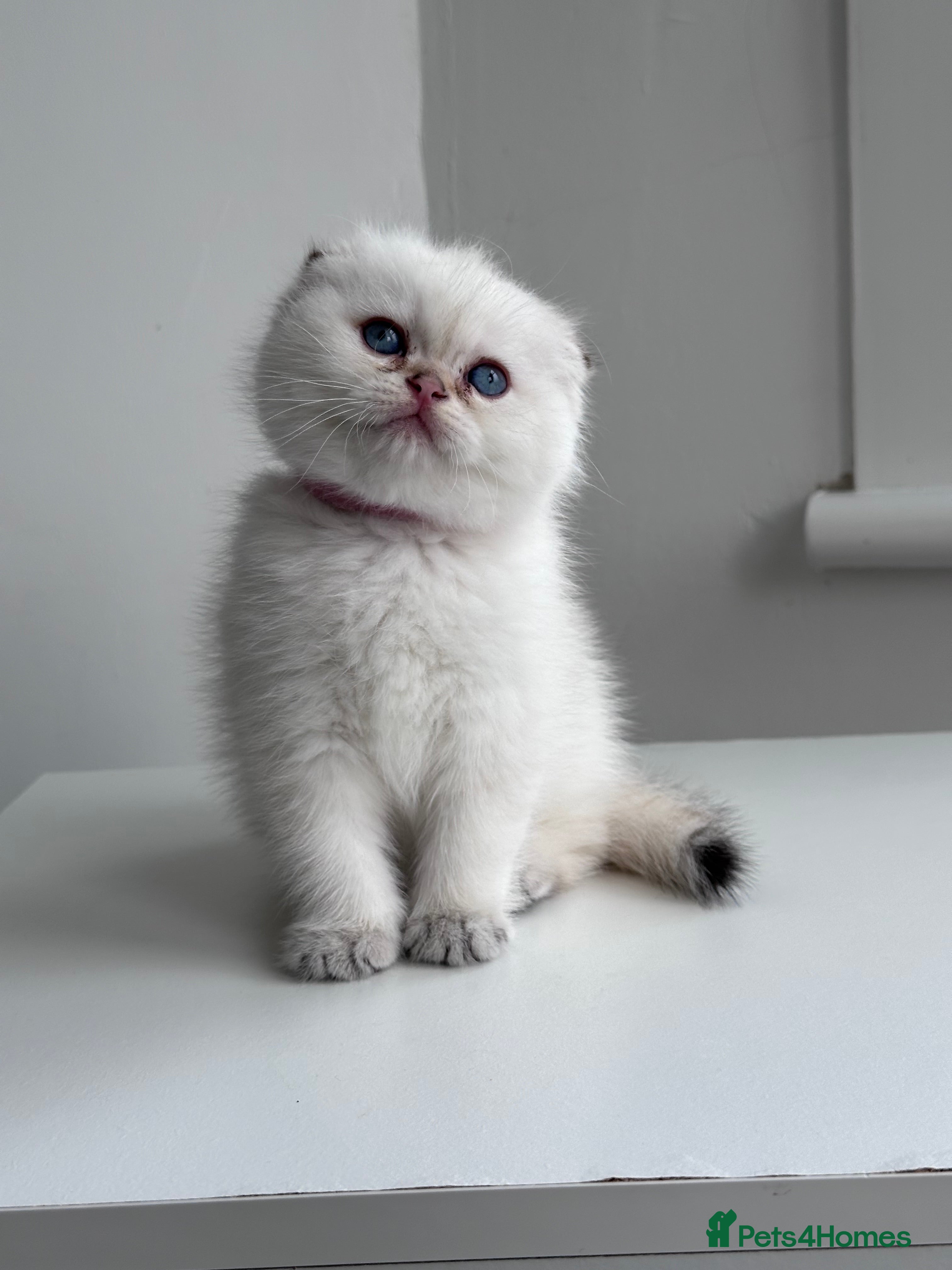 Scottish Fold cats Scottish fold Kitten Healthy &Loving - Advert 4