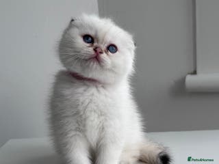 Scottish Fold cats Scottish fold Kitten Healthy &Loving - Advert 15
