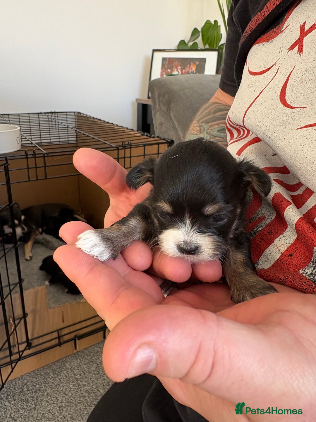 Mixed Breed dogs for sale: 5 health tested chihuahua x Lhasa female puppies - Advert 2