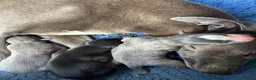 Whippet dogs for sale: KC registered whippet puppies ready now  - Advert 1