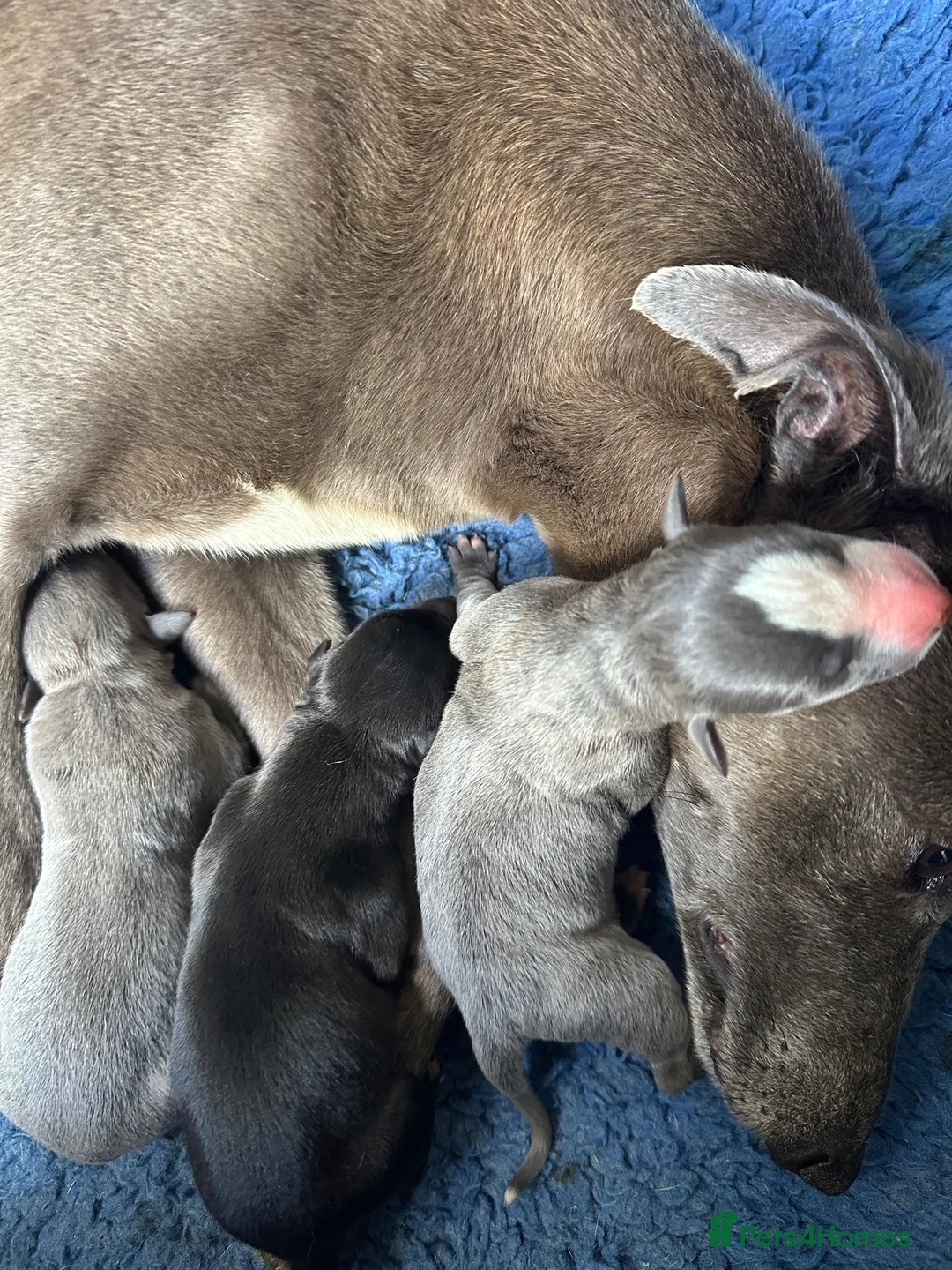 Whippet dogs for sale: KC registered whippet puppies ready now  - Advert 1
