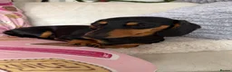 Miniature Dachshund dogs for sale: Miniature Dachshund  - Advert 6
