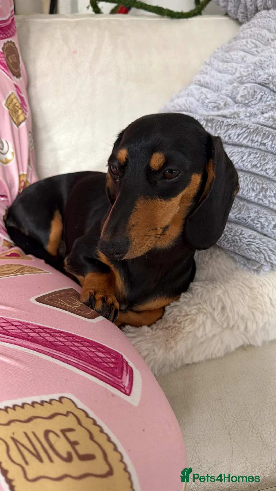 Miniature Dachshund dogs for sale: Miniature Dachshund  - Advert 6