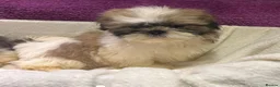 Shih Tzu dogs for sale: Beautiful Shih Tzu for sell - Advert 3