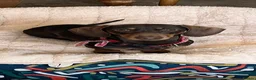 Miniature Dachshund dogs for sale: 8BEAUTIFUL RKC Registered Pups Miniature Dachshund - Advert 1