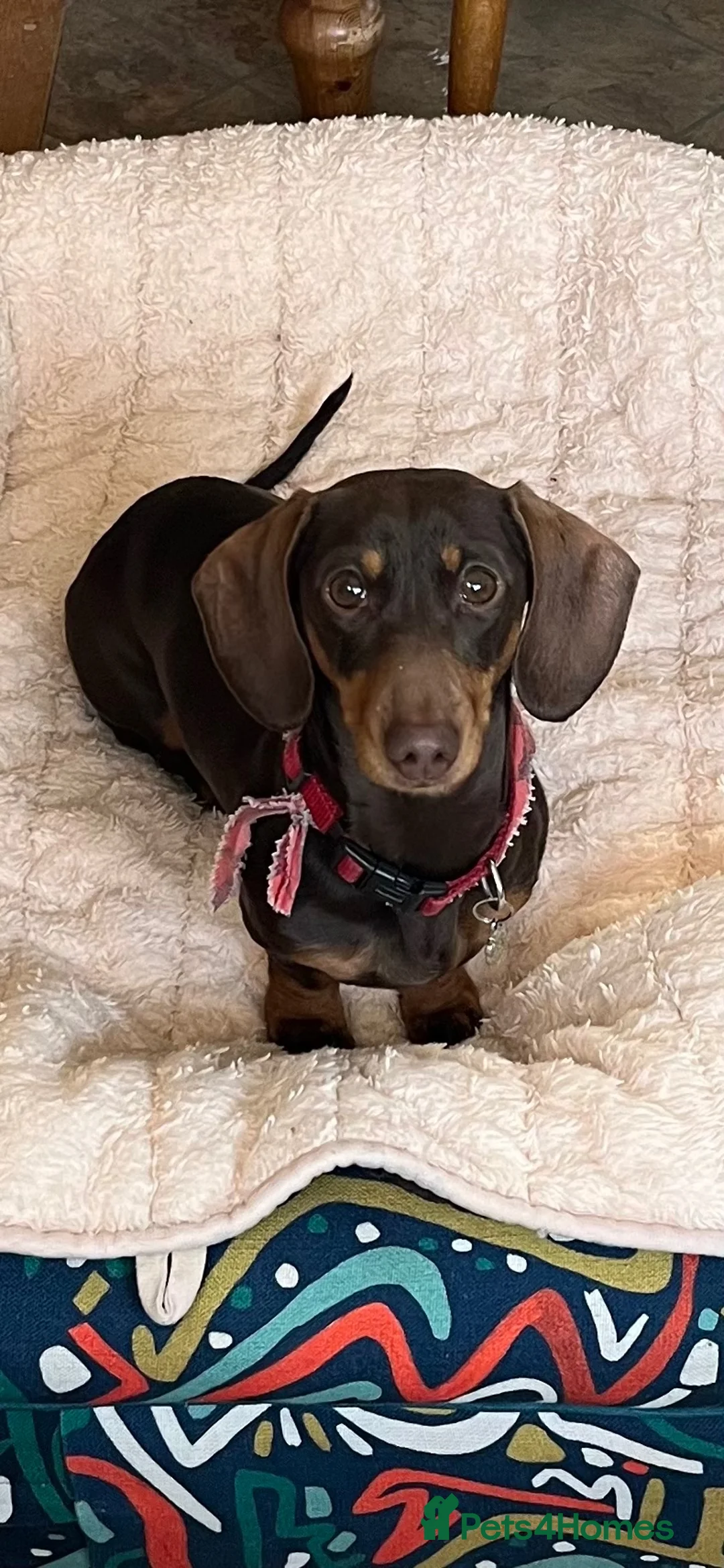 Miniature Dachshund dogs for sale: 8BEAUTIFUL RKC Registered Pups Miniature Dachshund - Advert 1