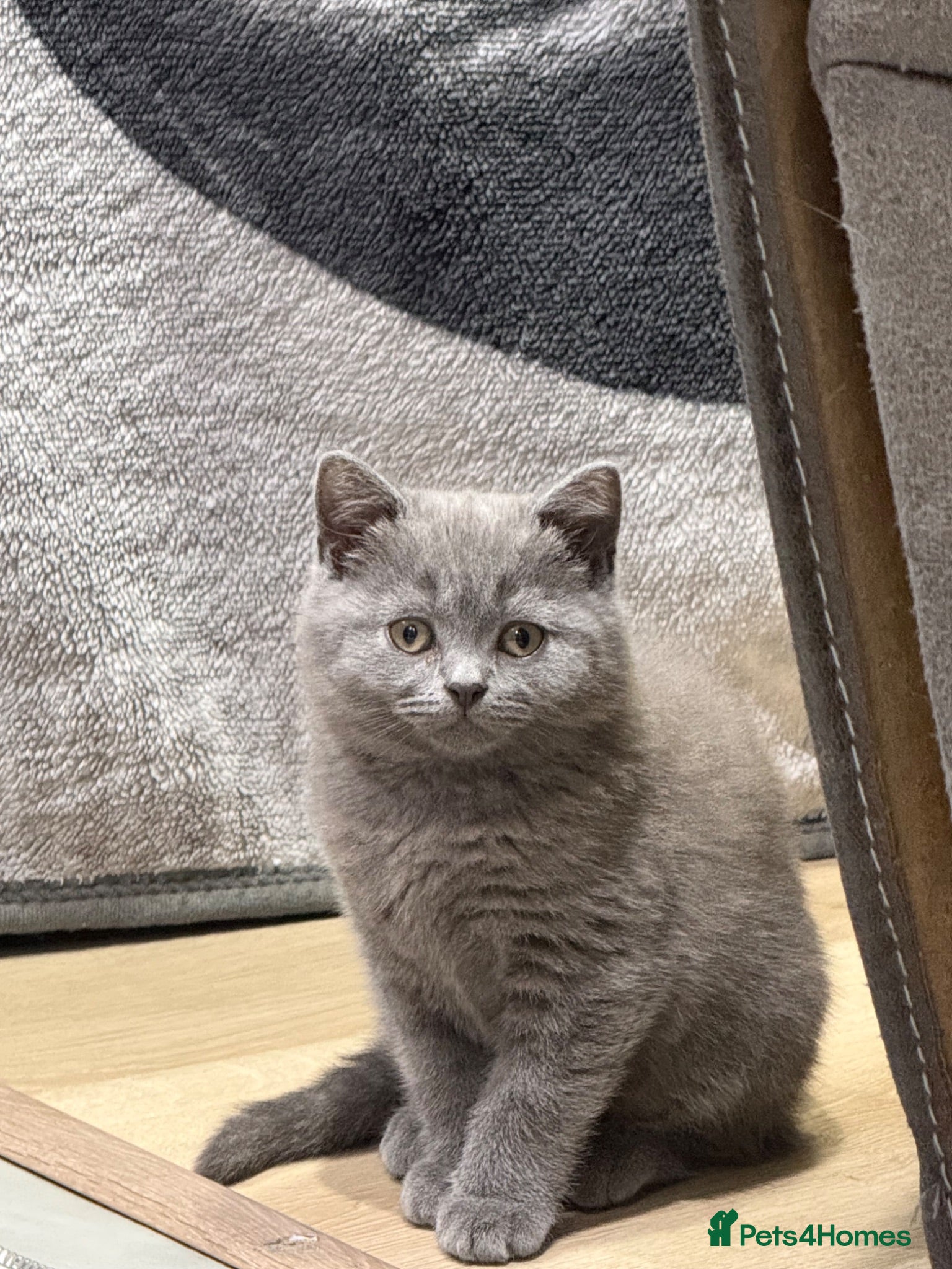 British Shorthair cats British shorthair kittens “Ready now” - Advert 5