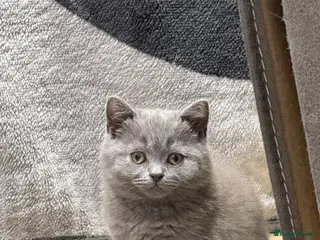 British Shorthair cats British shorthair kittens “Ready now” - Advert 5