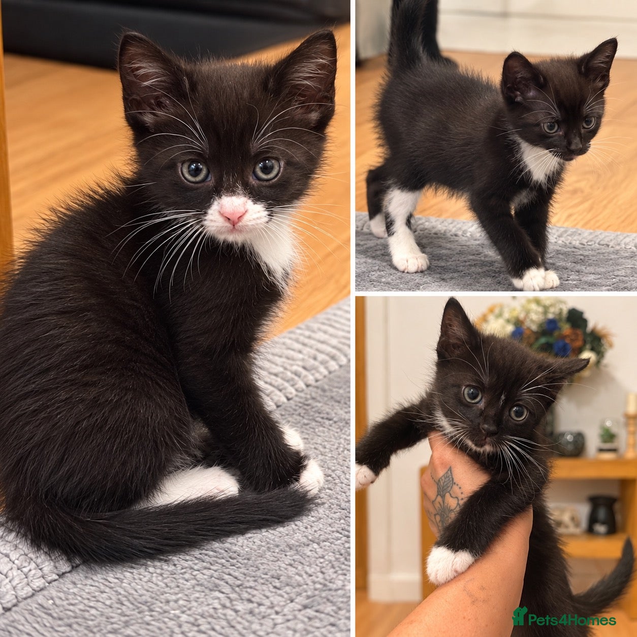 Mixed Breed cats Beautiful kittens - Advert 1