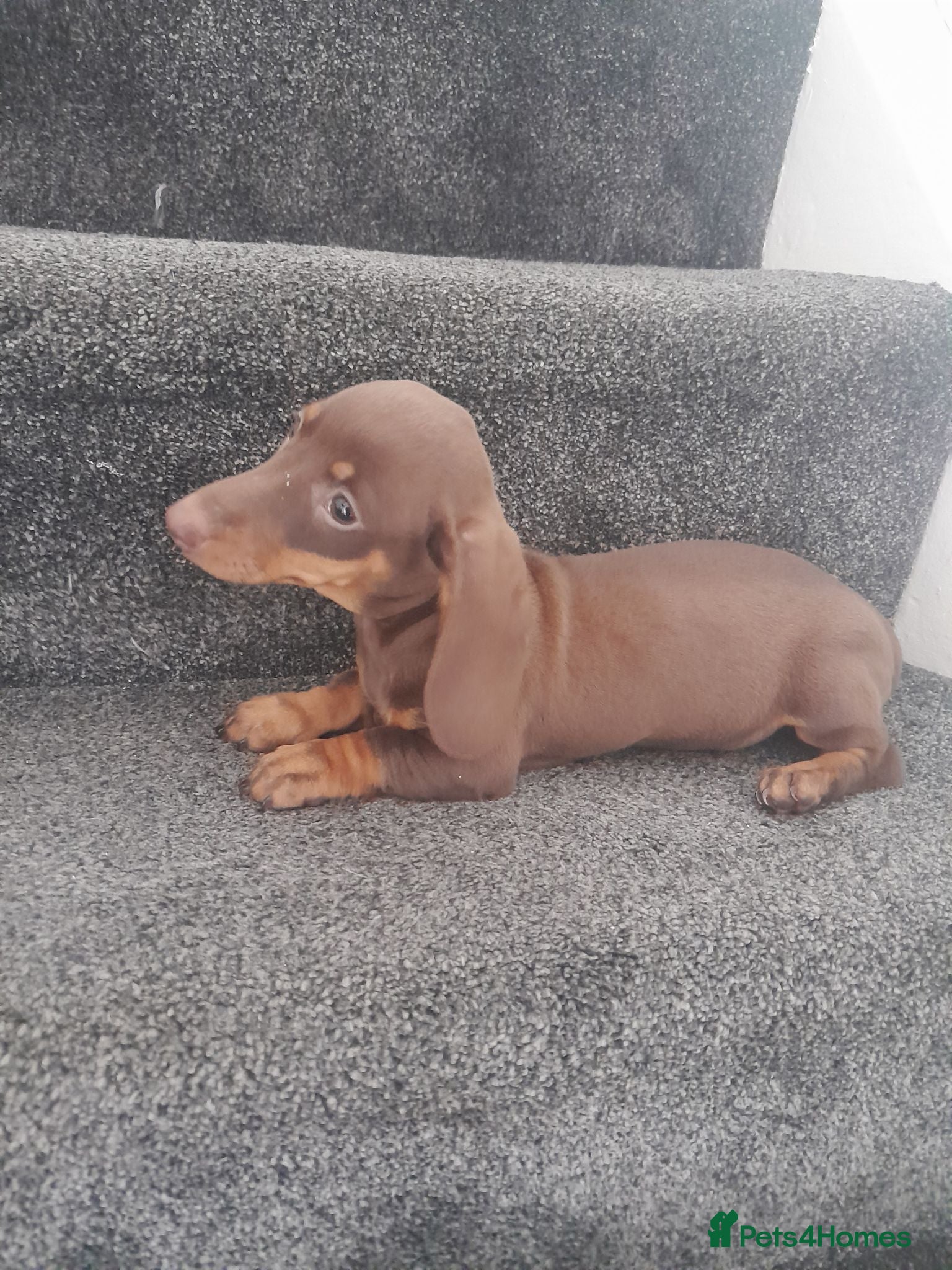 Dachshund dogs Dashund pups - Advert 6