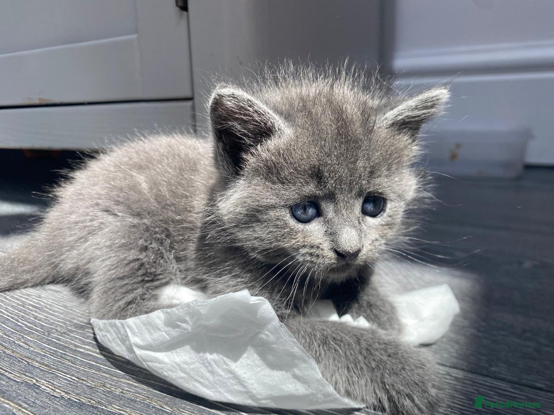 British Longhair cats for sale: 2 kittens one male one female - Image 5