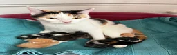 Maine Coon cats for sale: Maine coon mix kittens - Advert 1
