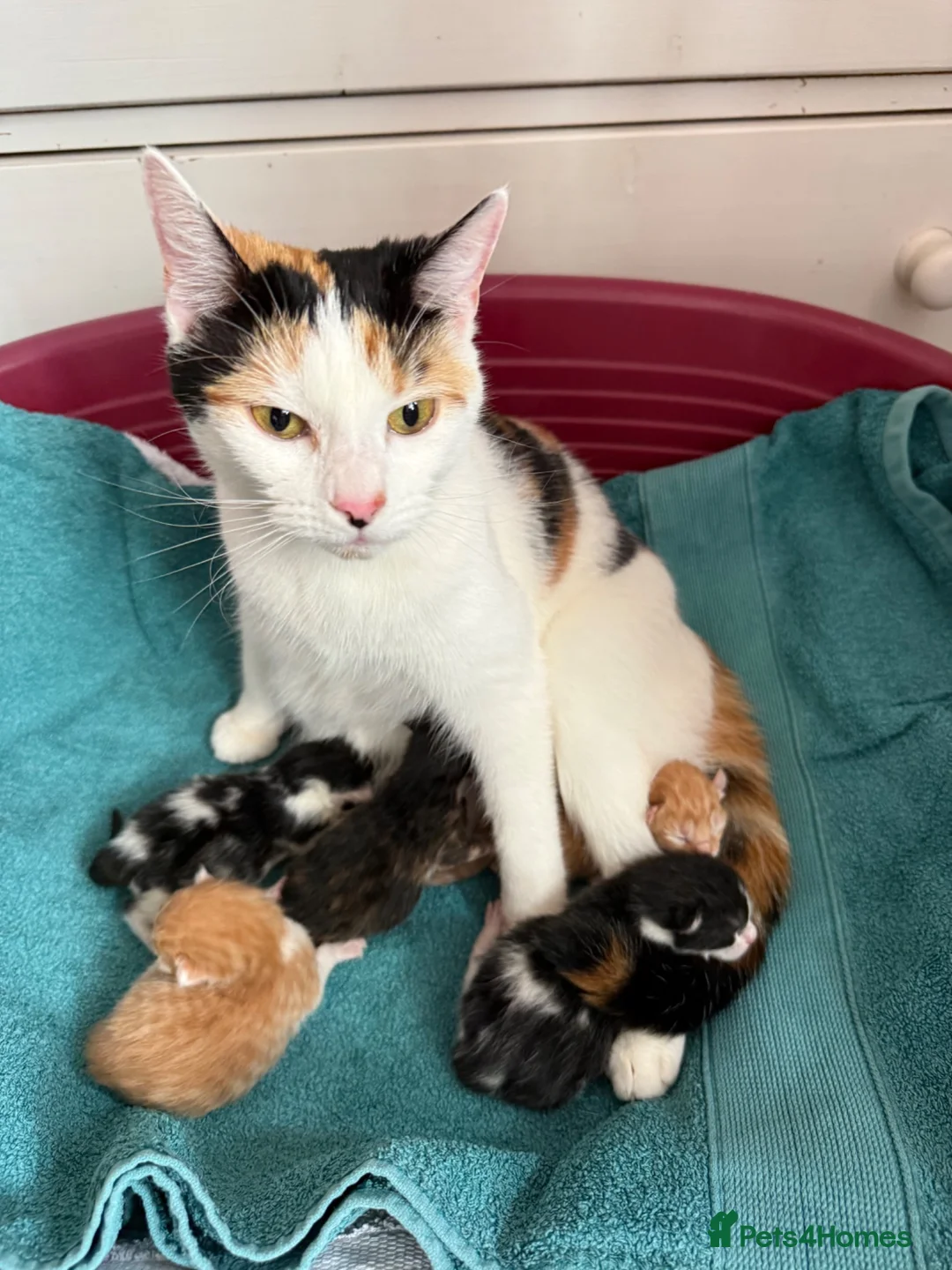 Maine Coon cats for sale: Maine coon mix kittens - Advert 1