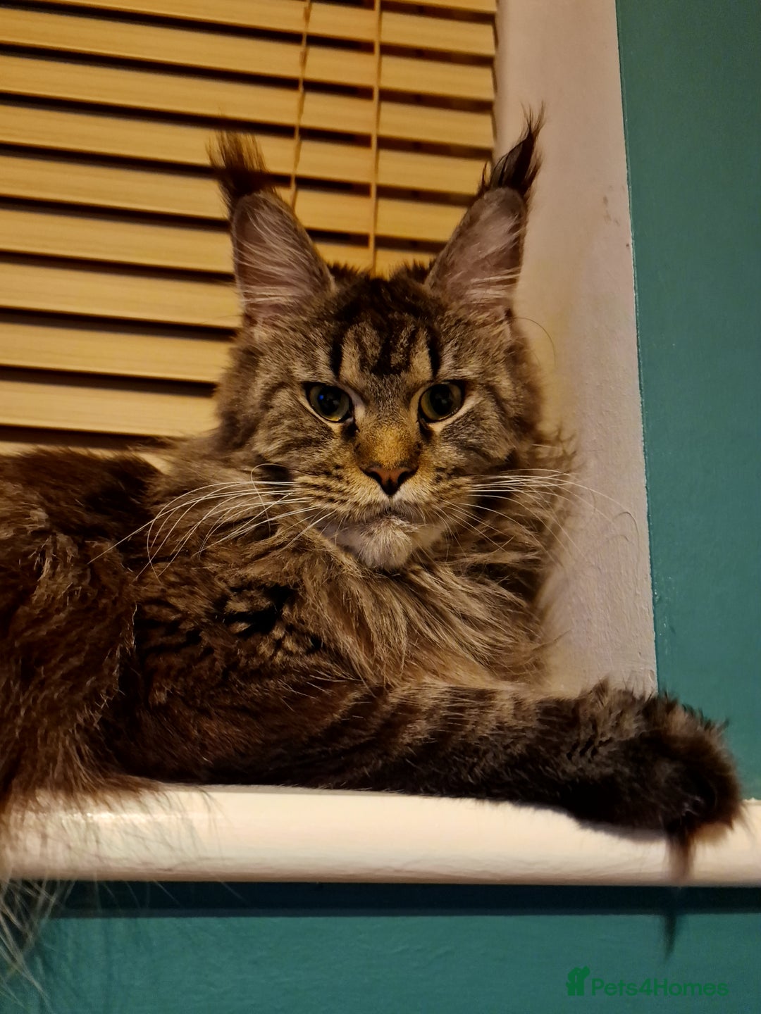 Maine Coon cats for sale: Pure Maine coon - Image 24