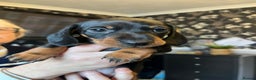 Miniature Dachshund dogs for sale: Miniature Smooth Haired Dachshunds Black & Tan  - Advert 3