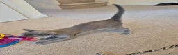 Burmese cats for sale: Gorgeous Blue Male Burmese Kitten - Advert 6