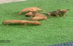 Mixed Breed dogs for sale: 8-Week-Old Puppies for Sale 3 Males, 1 Female - Image 4