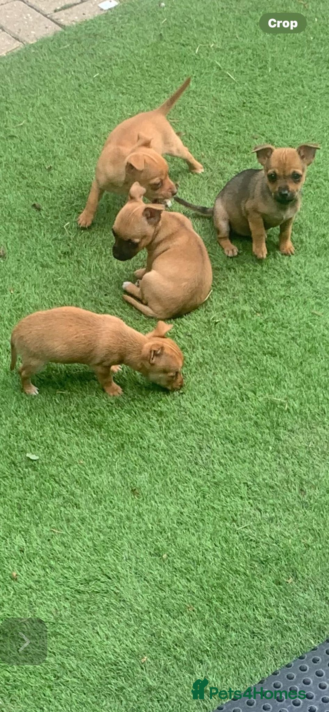 Mixed Breed dogs for sale: 8-Week-Old Puppies for Sale 3 Males, 1 Female - Image 4