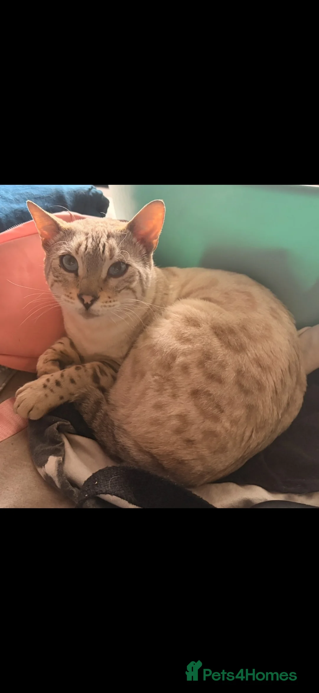 Bengal cats for sale: 2 Bengal Males for rehoming - Advert 4