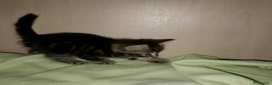 Tabby mixed bengal kitten 