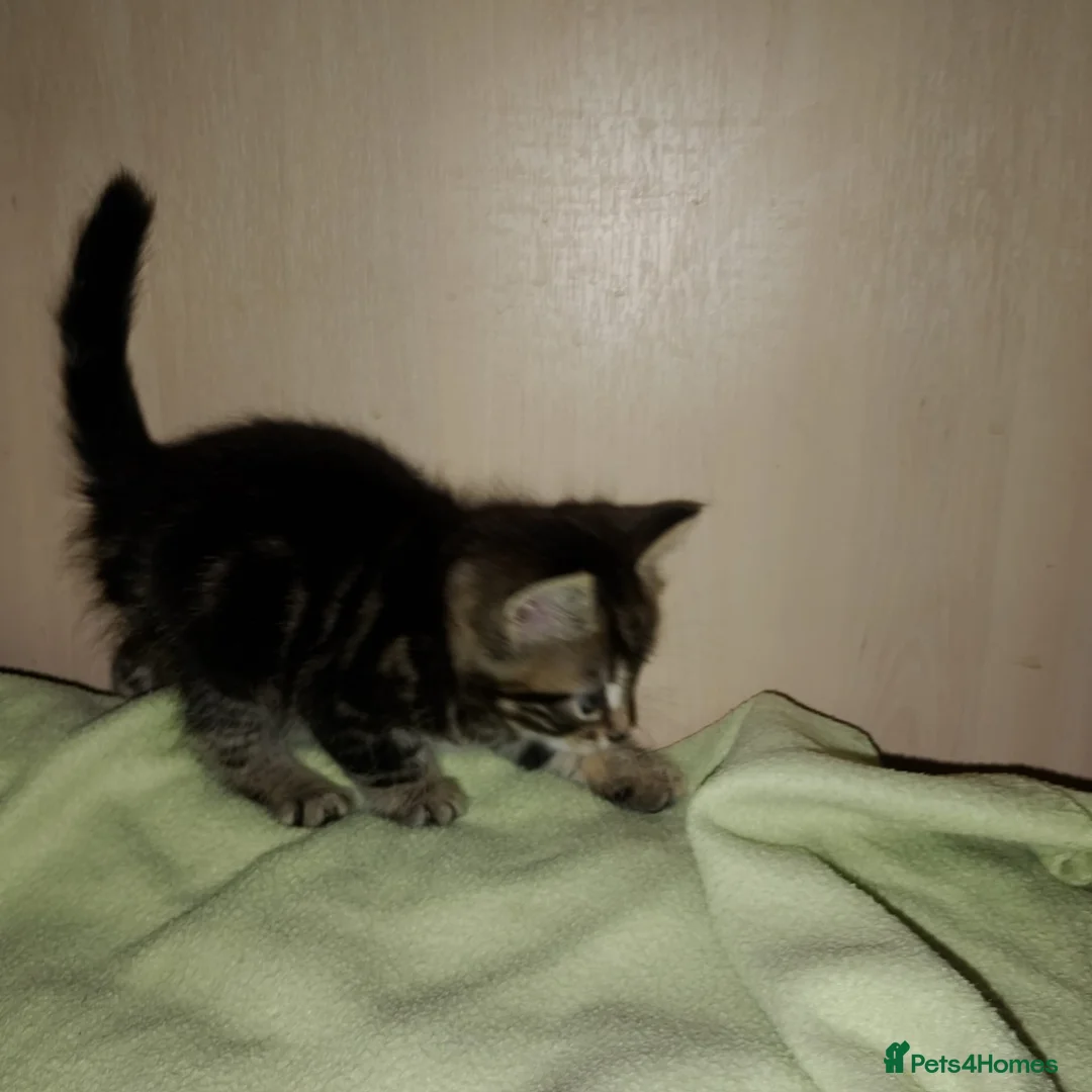 Mixed Breed cats for sale: Bengal mixed breed kittens  in Oldham - Advert 7