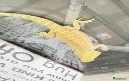 Bearded Dragon reptiles for sale: 🔥SALE🔥LAST 4 Baby Bearded Dragons ### £140 ##  - Image 9