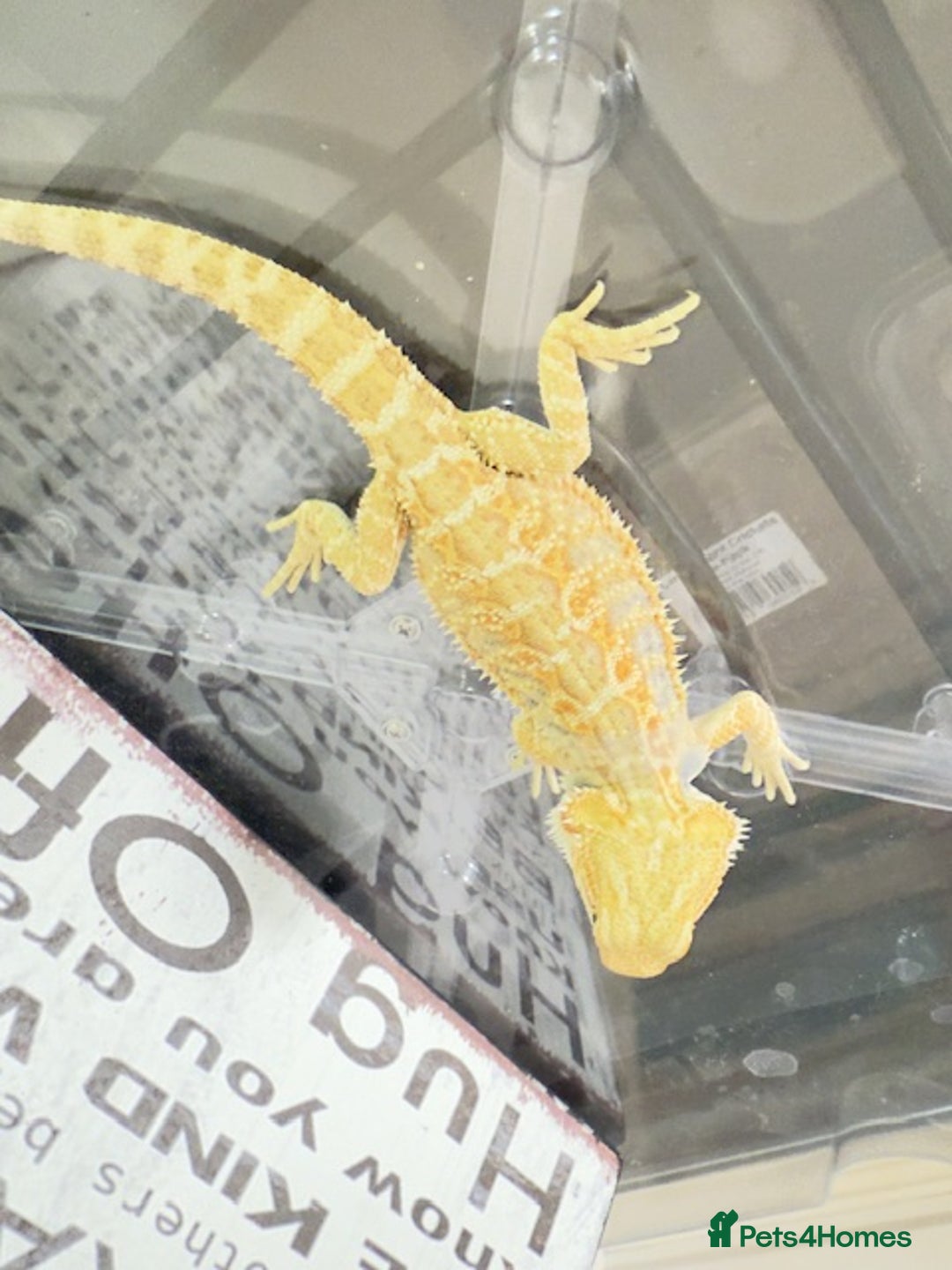 Bearded Dragon reptiles for sale: 🔥SALE🔥LAST 4 Baby Bearded Dragons ### £140 ##  - Image 9