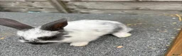 Mixed Breed rabbits for sale: Mini lop cross bunnies  - Advert 9