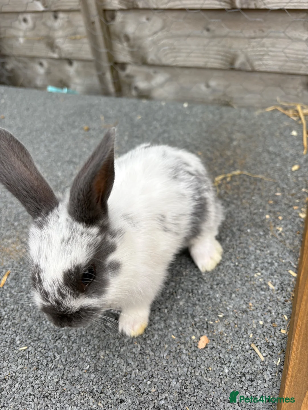 Mixed Breed rabbits for sale: Mini lop cross bunnies  - Advert 9