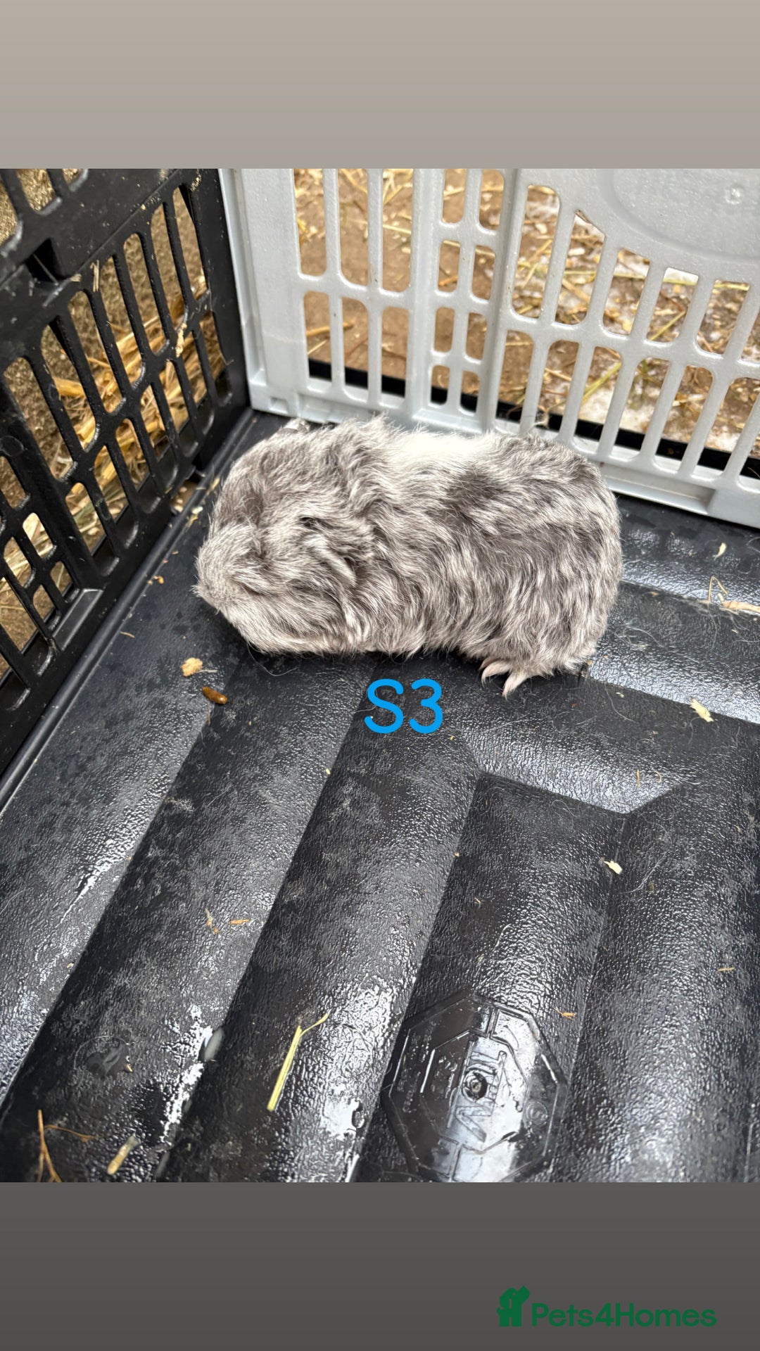 Guinea Pig rodents for sale: Baby Swiss guinea pigs for sale  - Advert 7