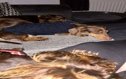 Dachshund dogs for sale: Beautiful boy  - Image 3