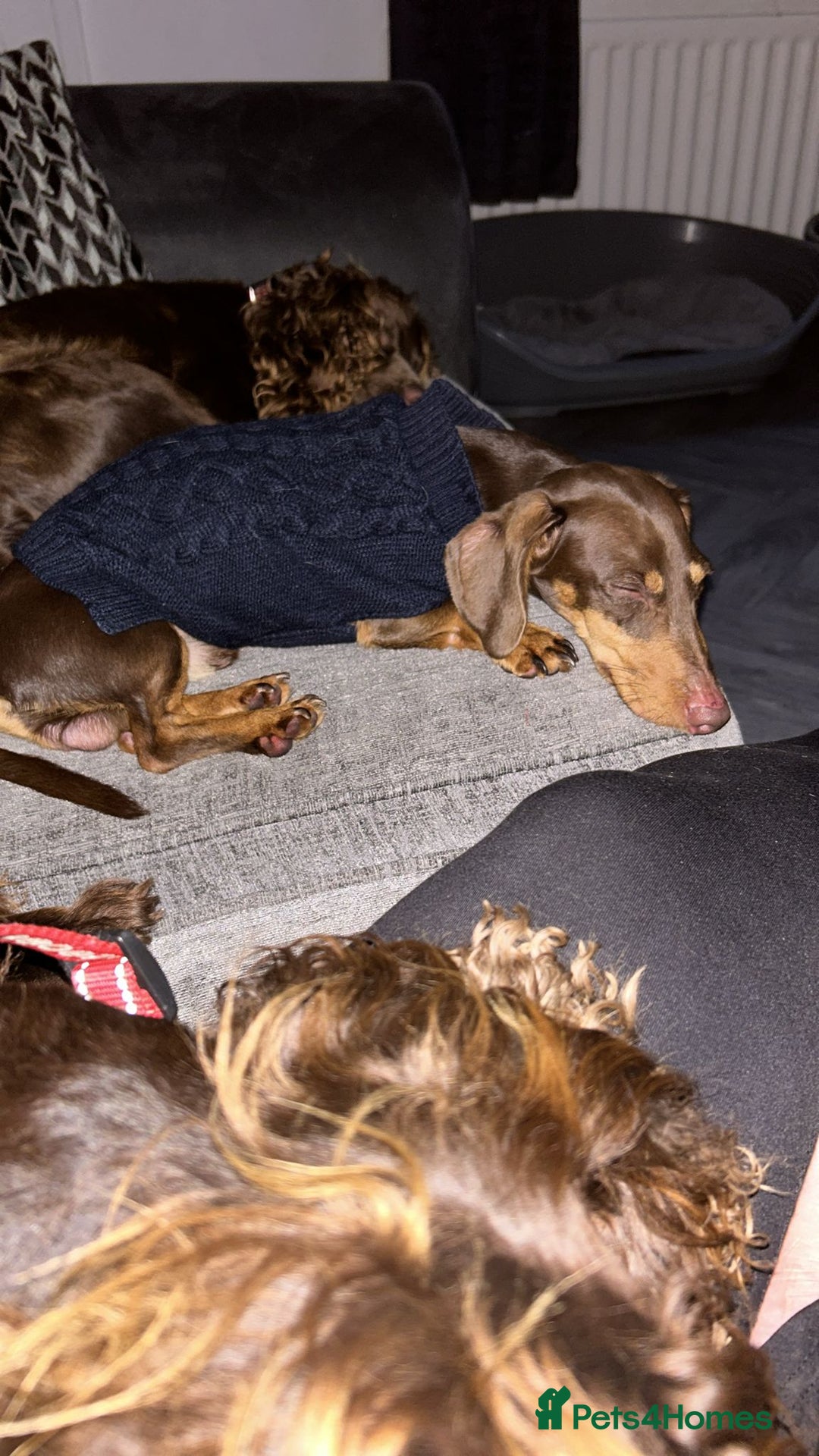 Dachshund dogs for sale: Beautiful boy  - Image 3