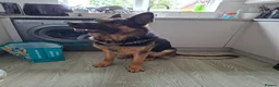 German Shepherd dogs for sale: German Shepherd  in Bilston - Advert 4