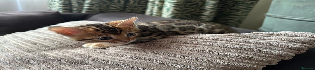 Bengal Kitten 2