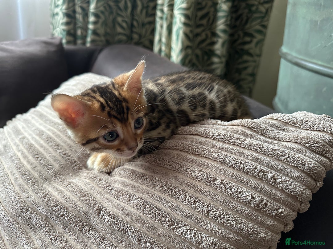 Bengal cats for sale: TICA Bengal kittens for sale . 🐱 - Image 7