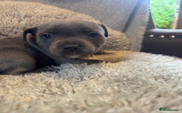 Staffordshire Bull Terrier dogs for sale: High Quality Blue & Black Staffy Puppies - Image 22