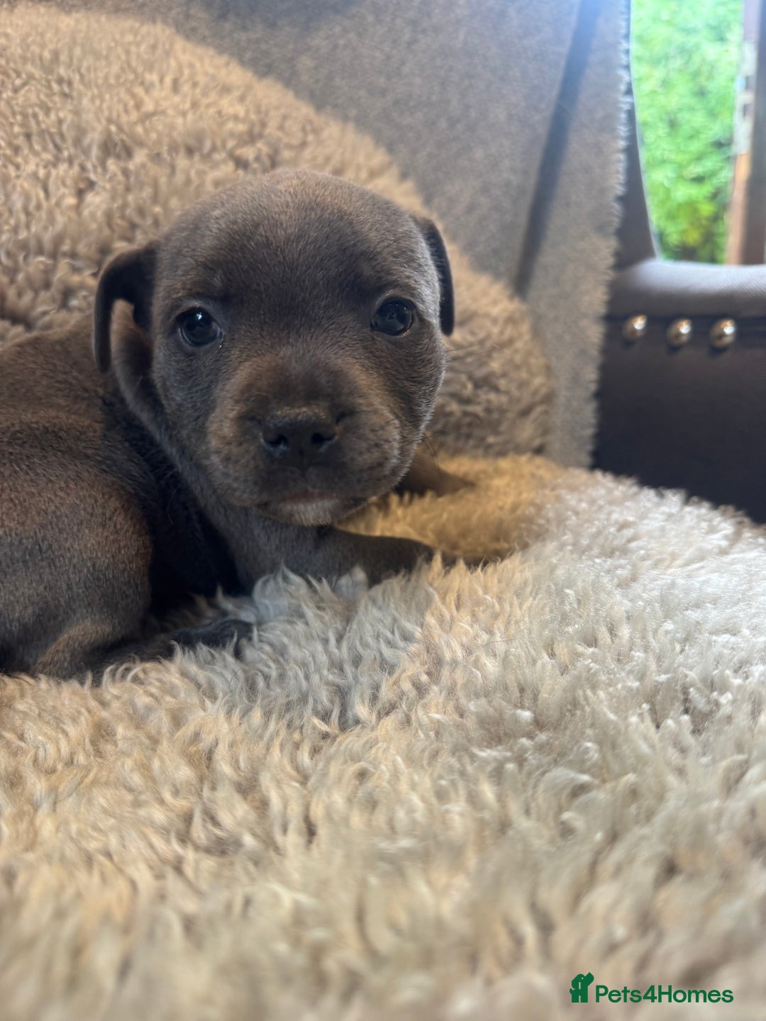 Staffordshire Bull Terrier dogs for sale: High Quality Blue & Black Staffy Puppies - Image 22