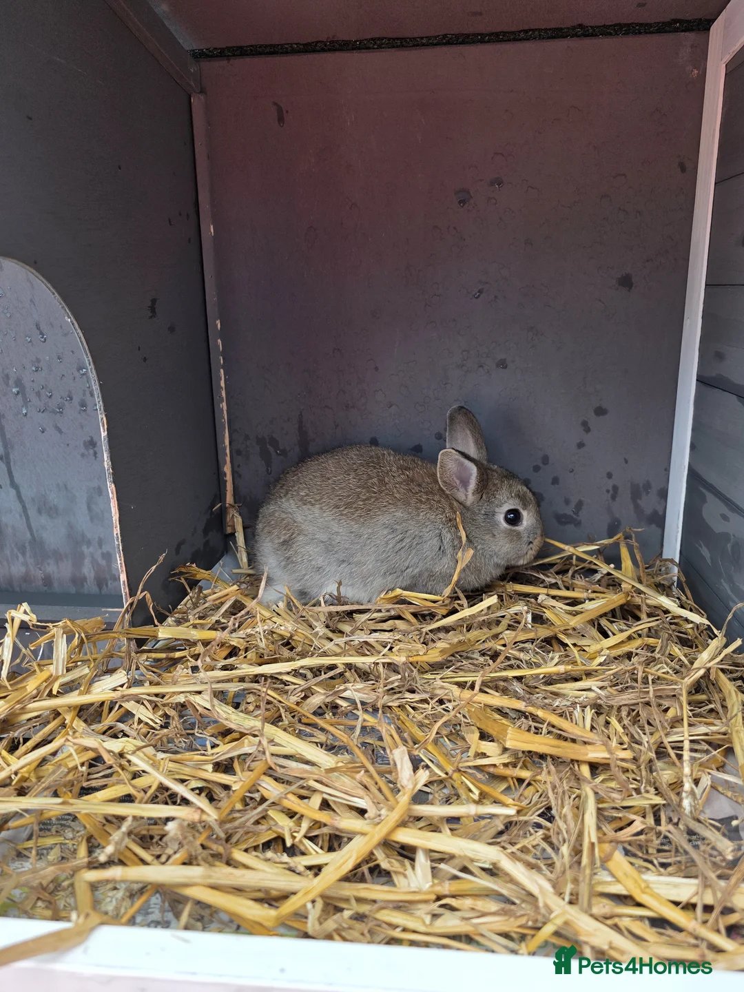 Mixed Breed rabbits for sale: 3 Mixed Bunnies For sale in Hull - Advert 4
