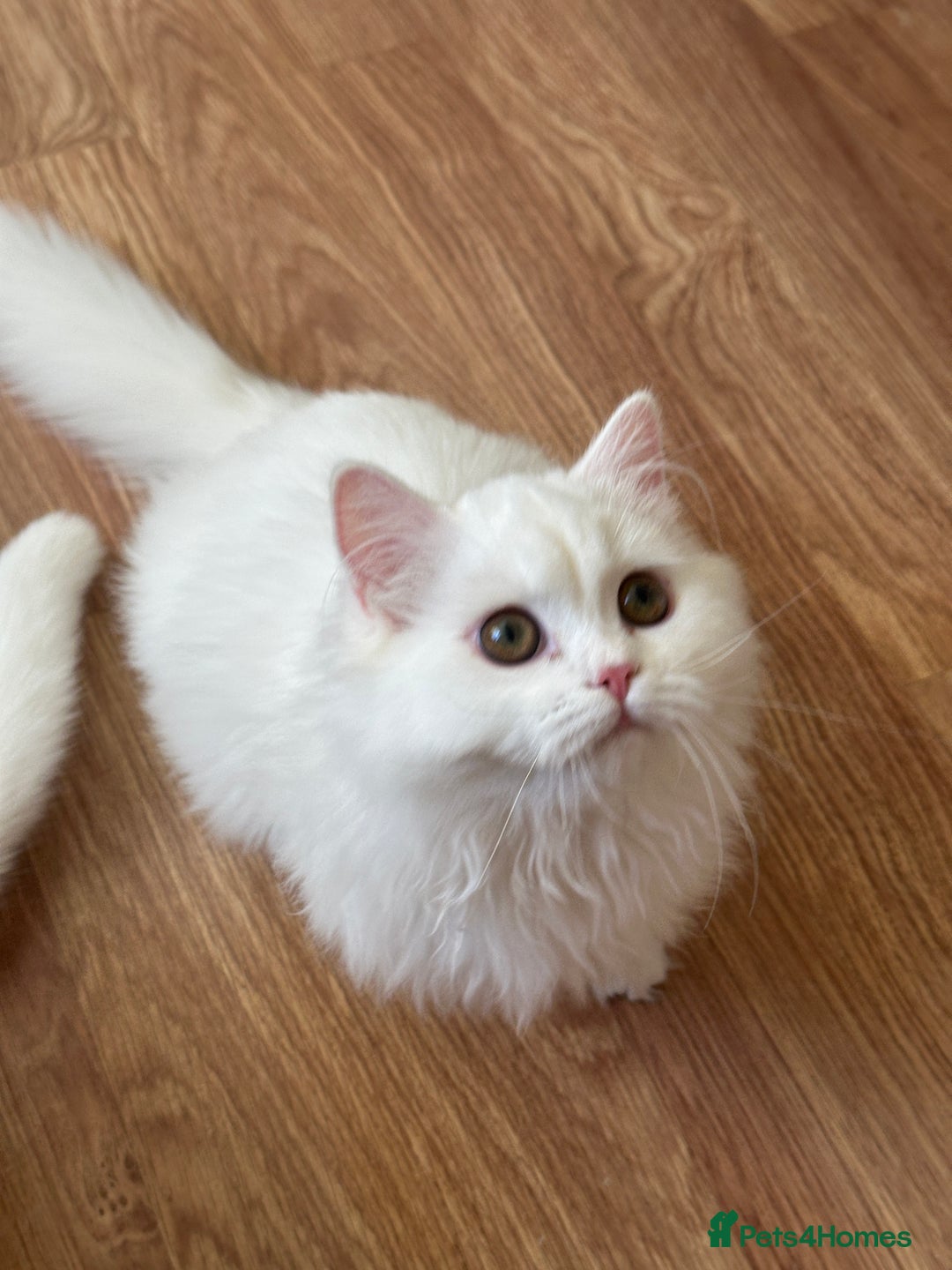 British Shorthair cats for sale: Gorgeous British Longhair & Shorthair Kittens - Advert 23