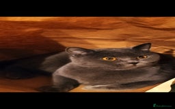 British Shorthair cats for sale: British short hair kittens  - Image 17