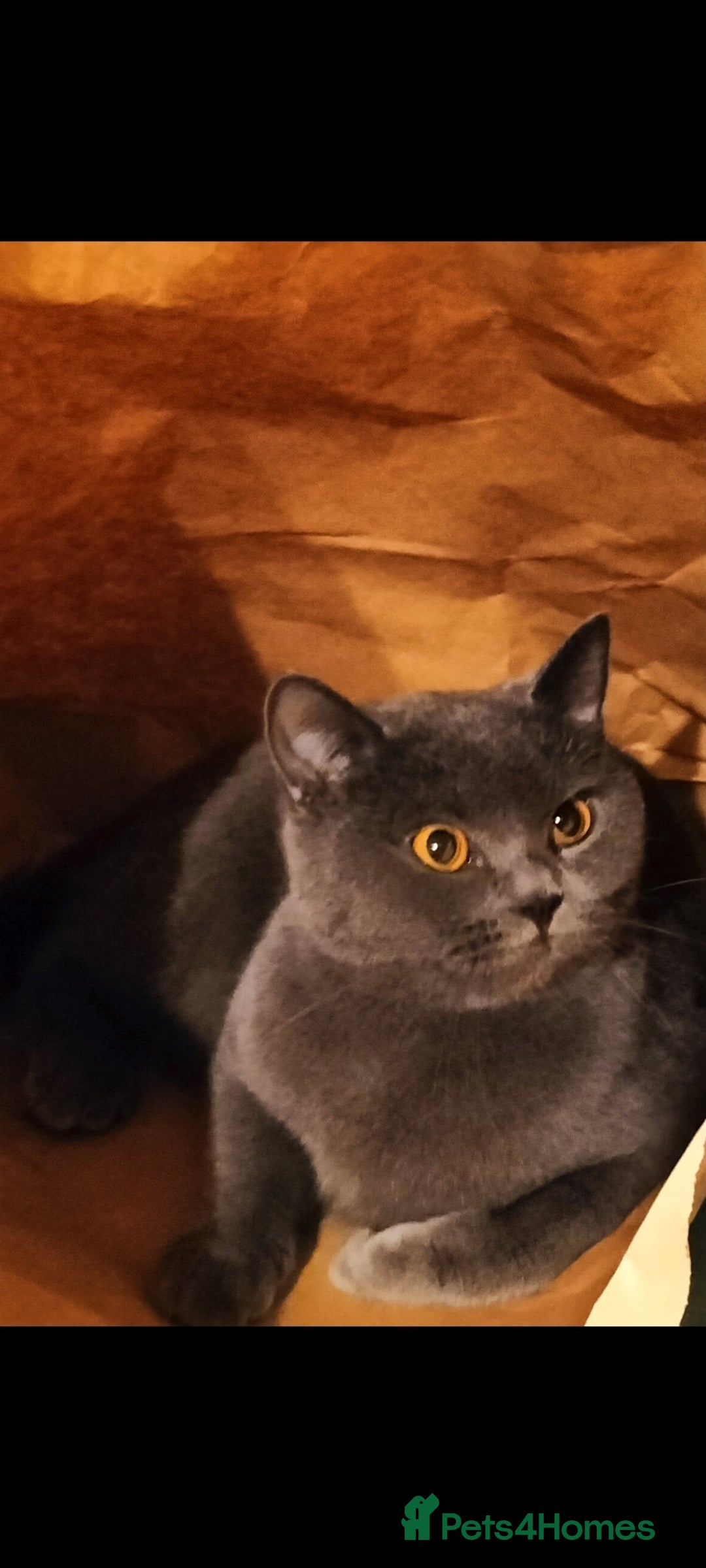 British Shorthair cats for sale: British short hair kittens  - Image 17