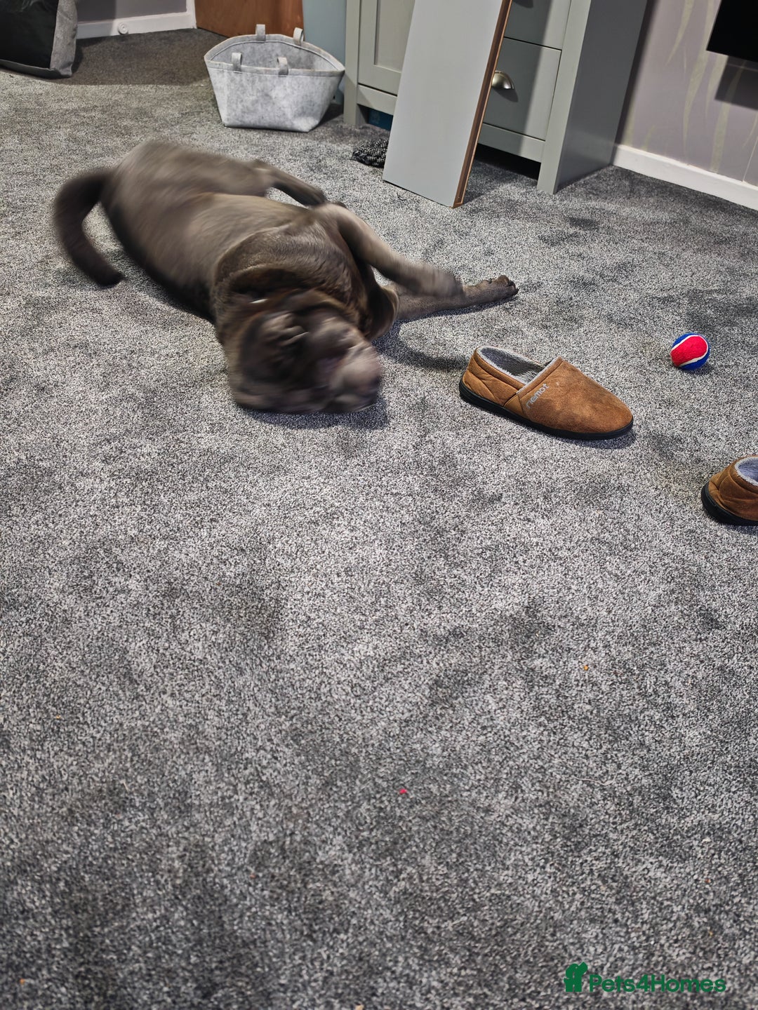 Shar Pei dogs for sale: Male Blue Shar Pei  - Advert 2