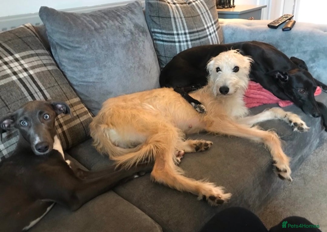 Mixed Breed dogs for sale: Bedlington Whippet cross puppies - Image 12
