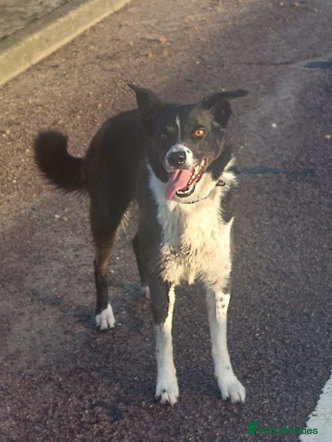 Border Collie dogs for sale: Female Short Hair Border Collie - Advert 8