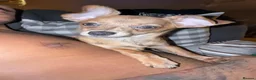 Mixed Breed dogs for sale: Nanii - Advert 4