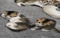 British Shorthair cats for sale: British short hiar - Image 4