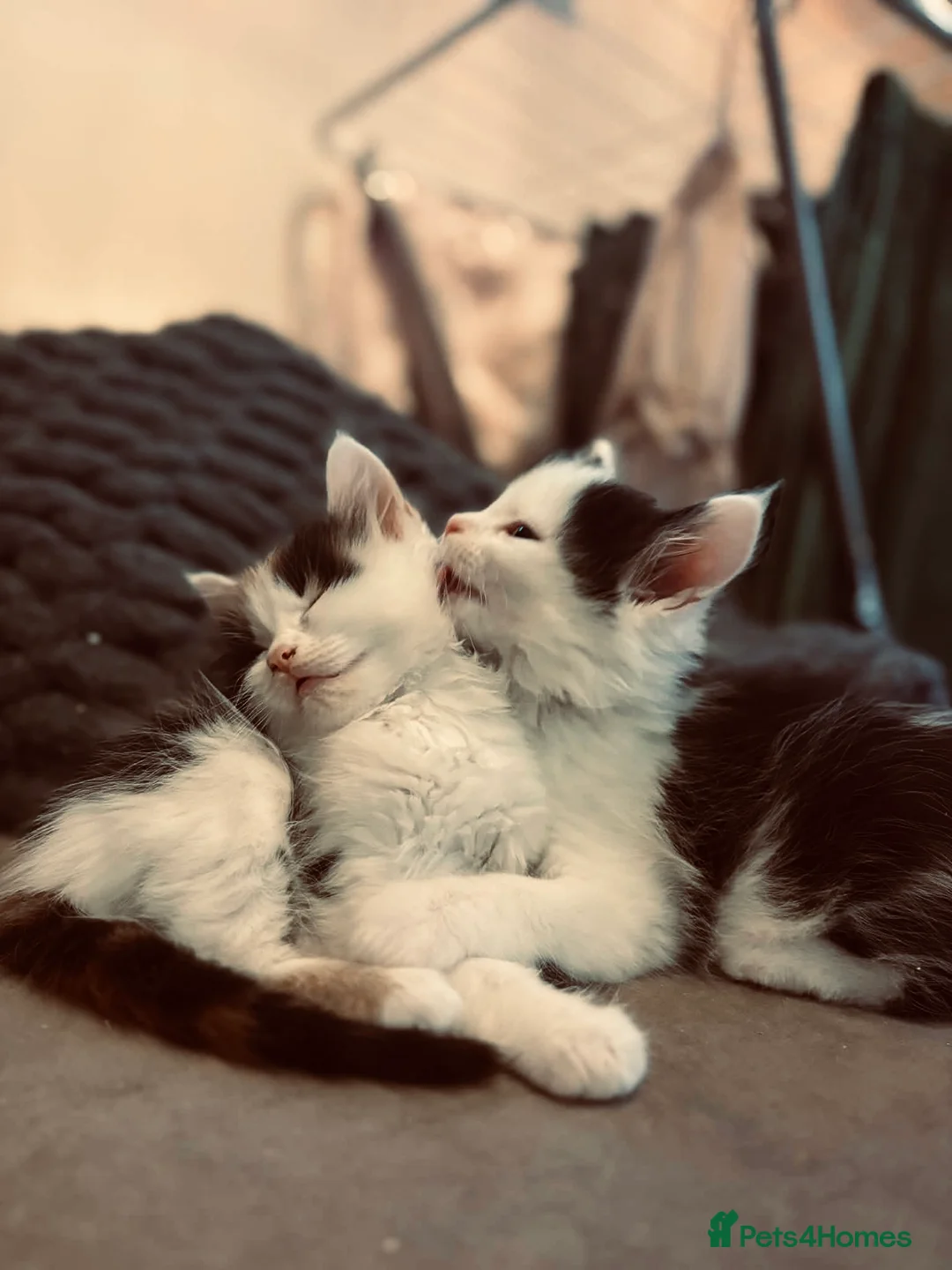 Mixed Breed cats for sale: Beautiful Maine Coon mix domestic cat kittens ❤️ - Advert 7
