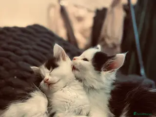 Mixed Breed cats Beautiful Maine Coon mix domestic cat kittens ❤️ - Advert 12