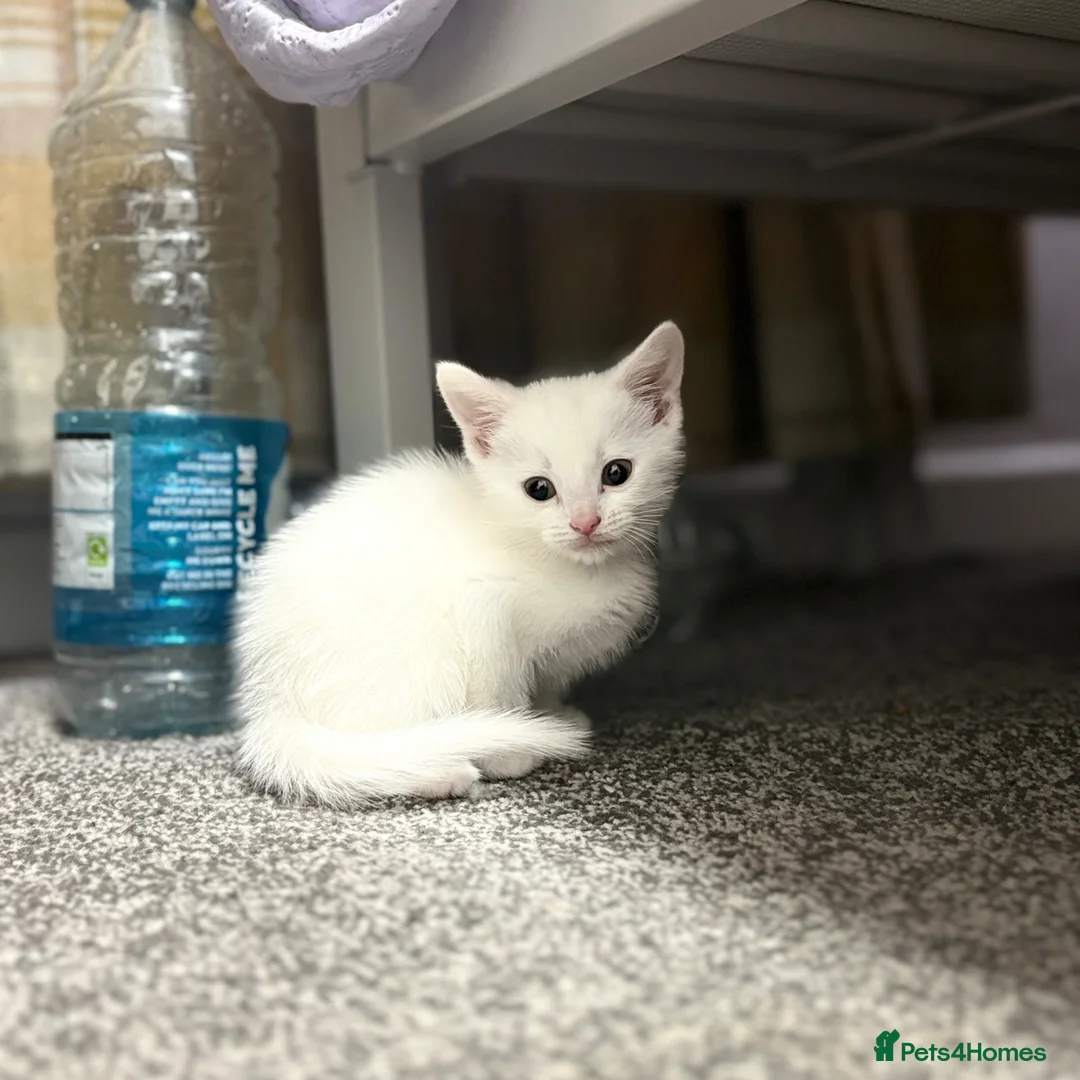 Khao Manee cats for sale: Pure White Cute kitten - Advert 1